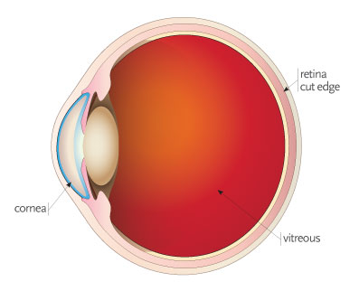 Retinal